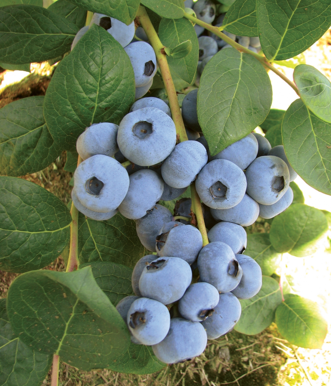 Tarrina 1 kg Arándano "Top Shelf" Asturias Best Berries